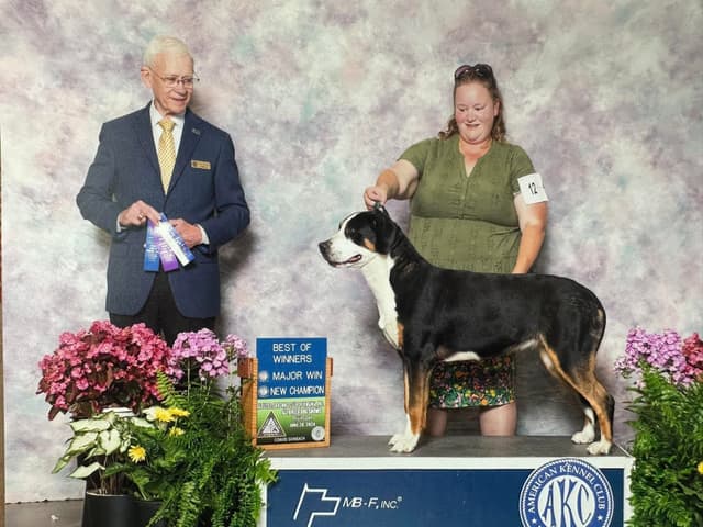 Greater Swiss Mountain Dog Puppies media 12