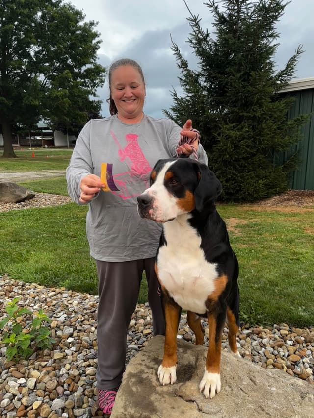 Greater Swiss Mountain Dog Puppies media 15