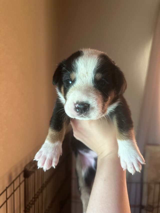 Greater Swiss Mountain Dog Puppies media 6