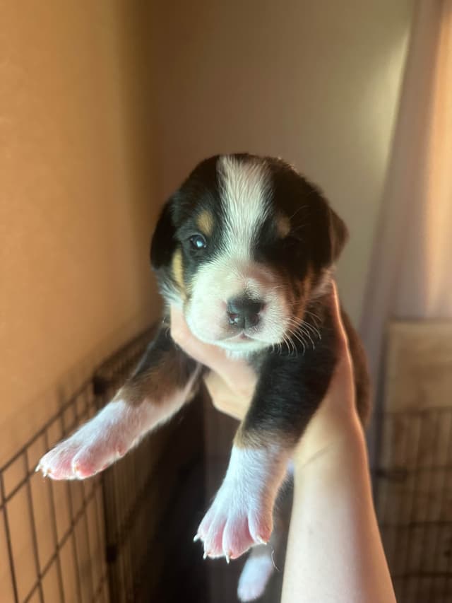 Greater Swiss Mountain Dog Puppies media 7