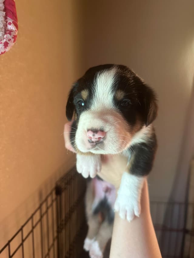 Greater Swiss Mountain Dog Puppies media 8