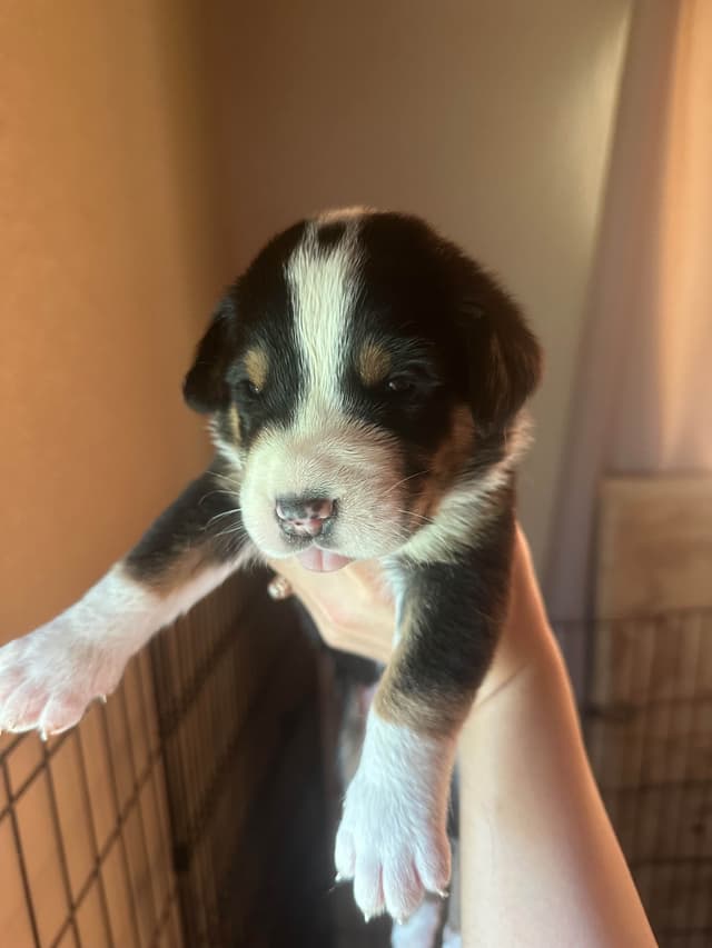 Greater Swiss Mountain Dog Puppies media 9