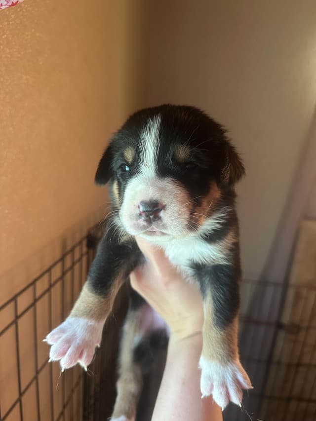Greater Swiss Mountain Dog Puppies media 11