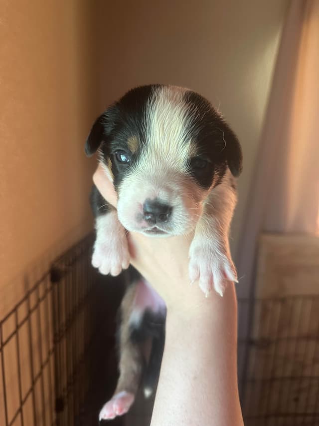 Greater Swiss Mountain Dog Puppies media 12