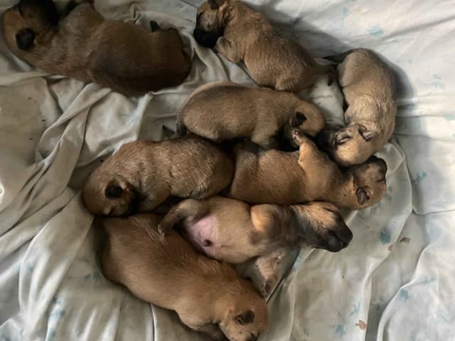 Laurel's Cairn Terrier Puppies media 11