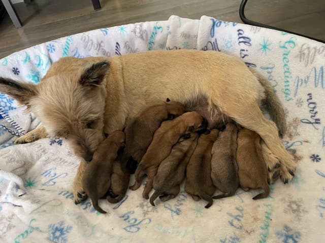 Laurel's Cairn Terrier Puppies media 10