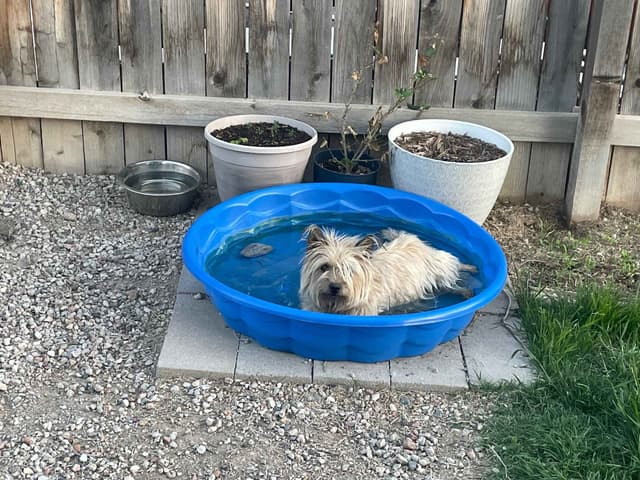 Laurel's Cairn Terrier Puppies media 15