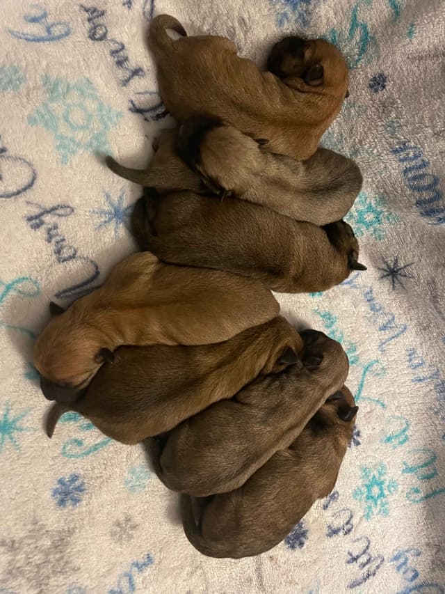 Laurel's Cairn Terrier Puppies media 16