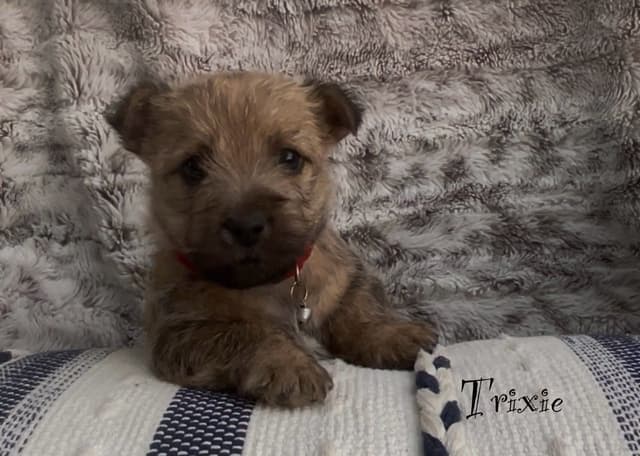 Laurel's Cairn Terrier Puppies media 2