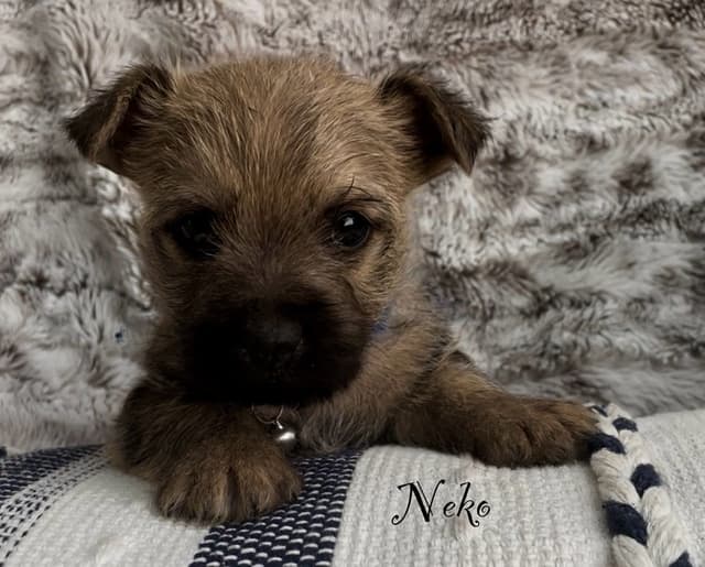 Laurel's Cairn Terrier Puppies media 8
