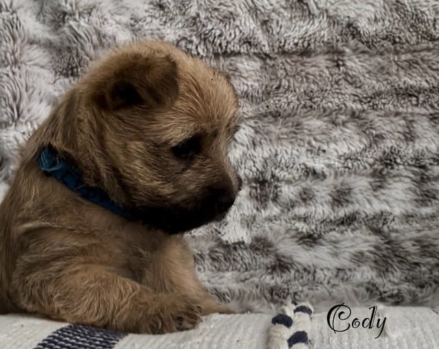 Laurel's Cairn Terrier Puppies media 6