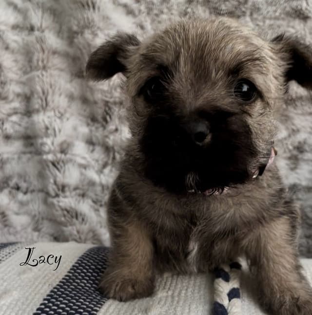 Laurel's Cairn Terrier Puppies media 9