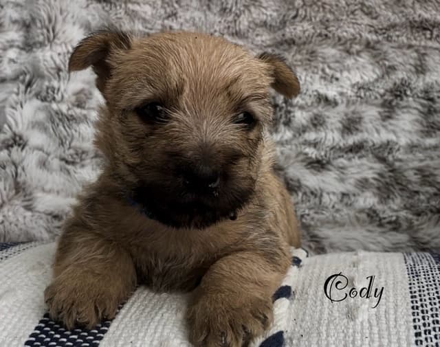 Laurel's Cairn Terrier Puppies media 5