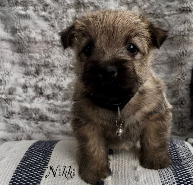Laurel's Cairn Terrier Puppies media 4