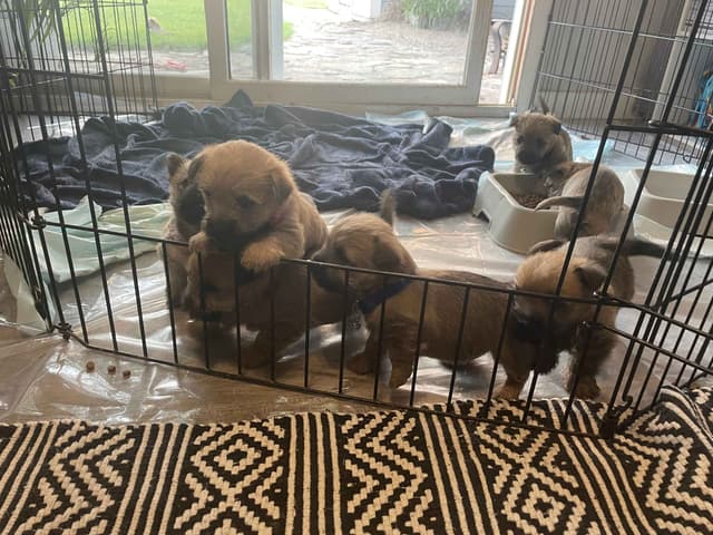 Laurel's Cairn Terrier Puppies media 17