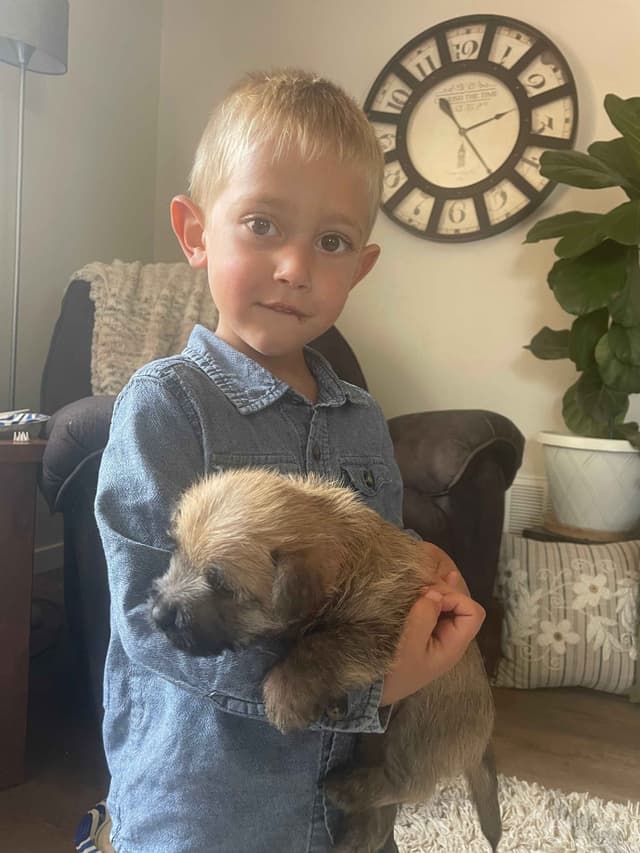 Laurel's Cairn Terrier Puppies media 18