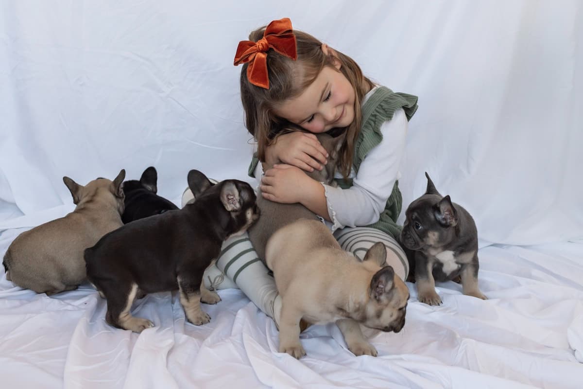 French Bulldog Puppies breeder image 1