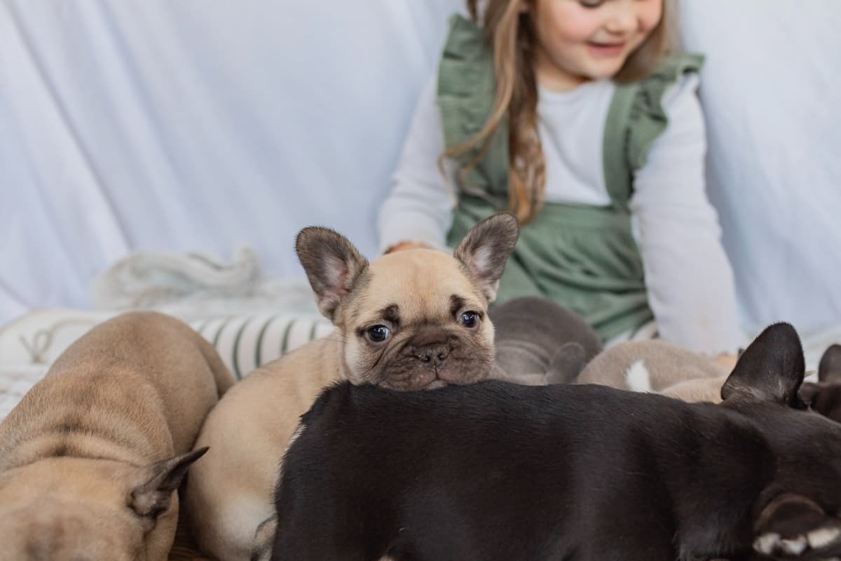 French Bulldog Puppies breeder image 3