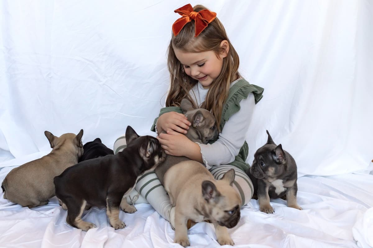 French Bulldog Puppies breeder image 4