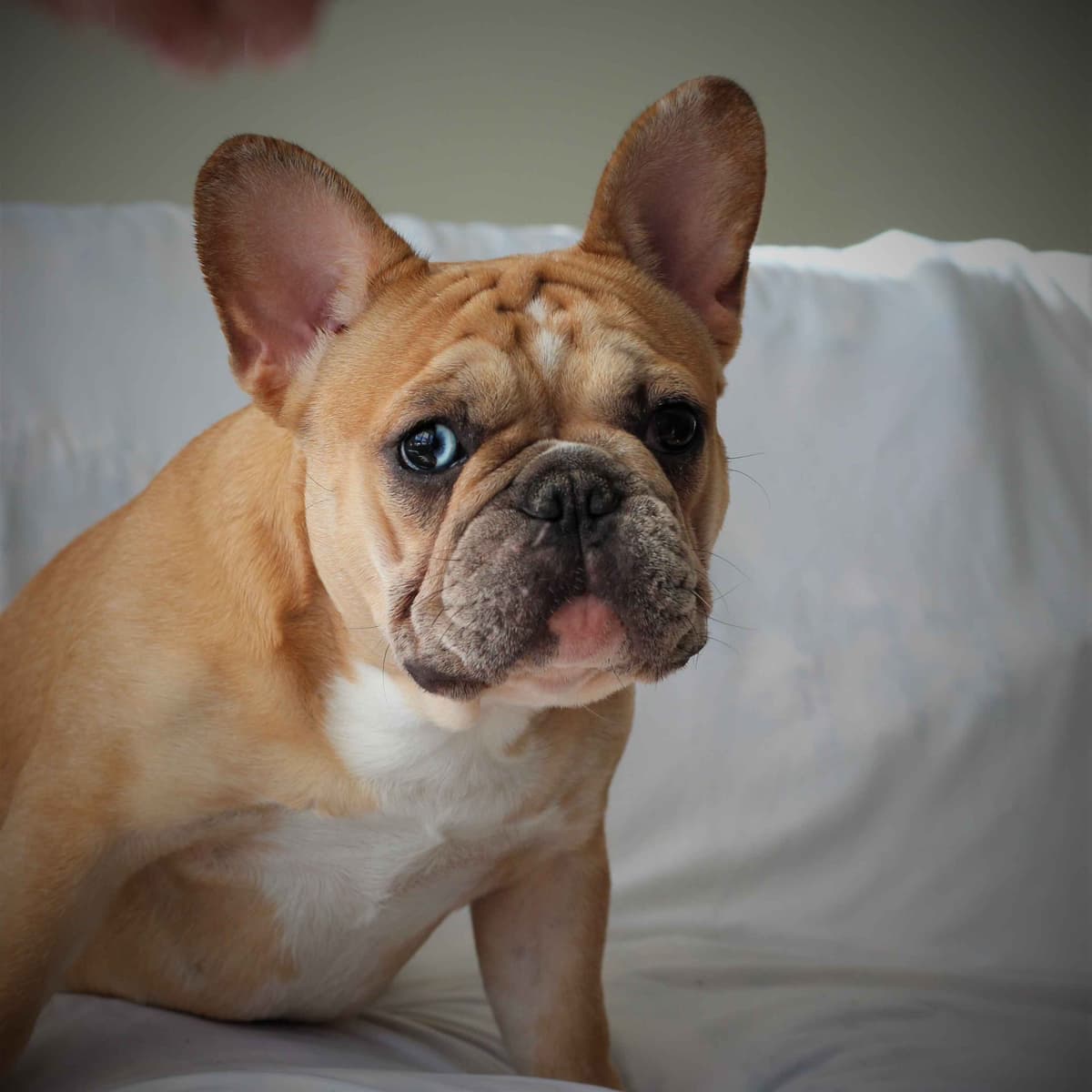 French Bulldog Puppies breeder image 6