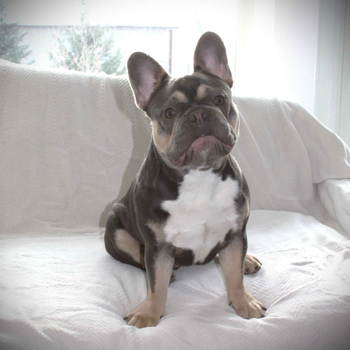 French Bulldog Puppies breeder image 7