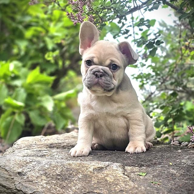 French Bulldog Puppies media 3