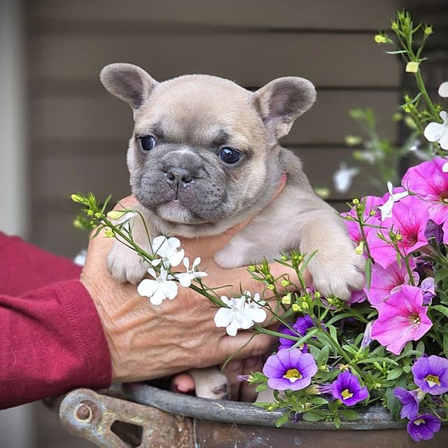 French Bulldog Puppies media 4