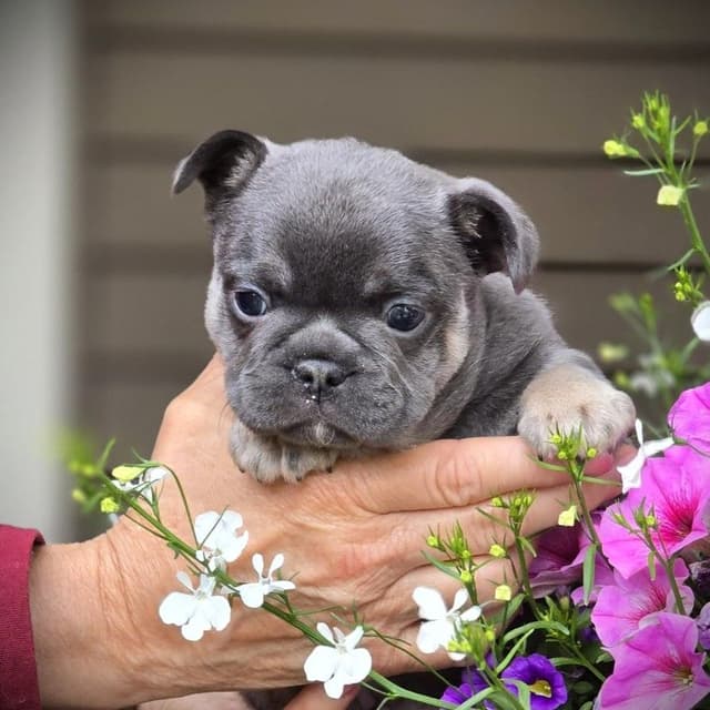 French Bulldog Puppies media 5