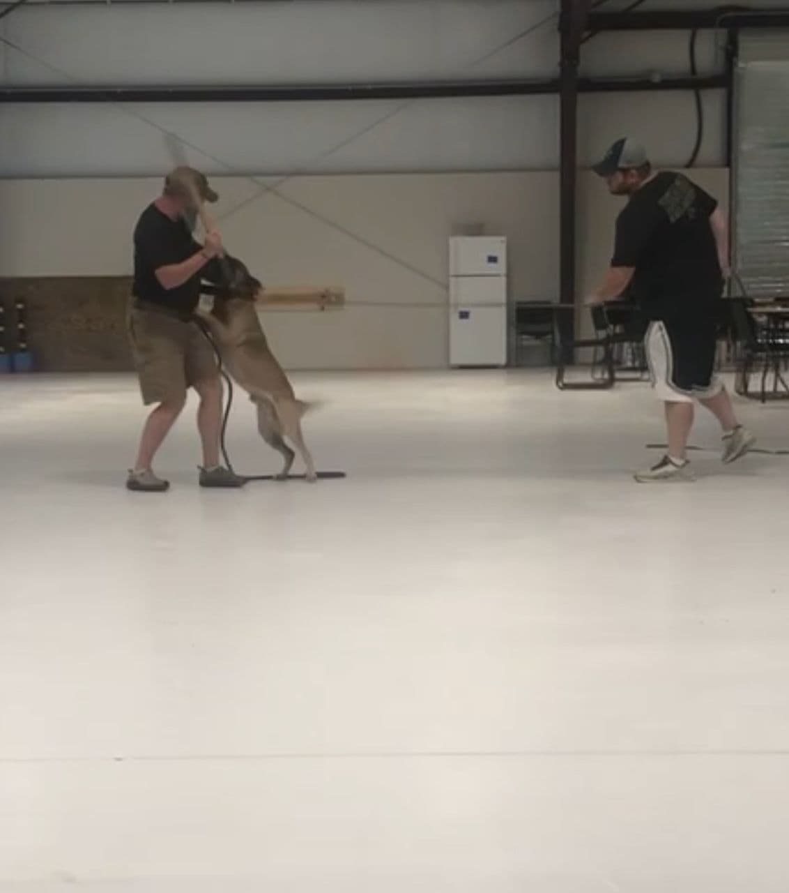 Working Line Belgian Malinois Puppies breeder image 1