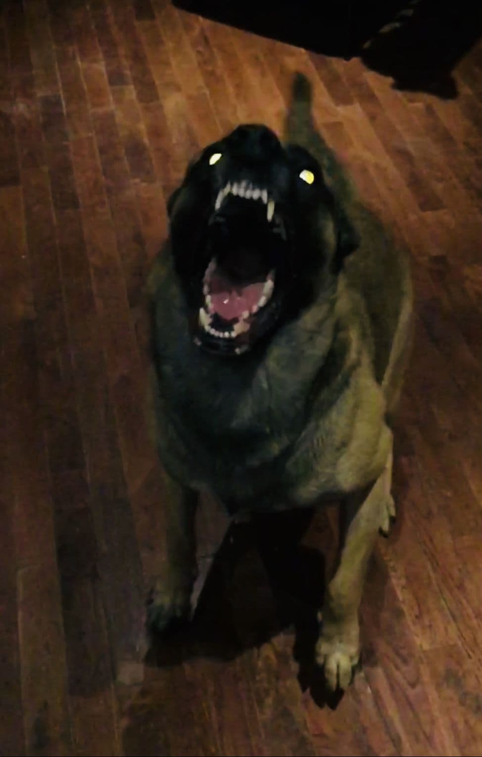 Working Line Belgian Malinois Puppies breeder image 4