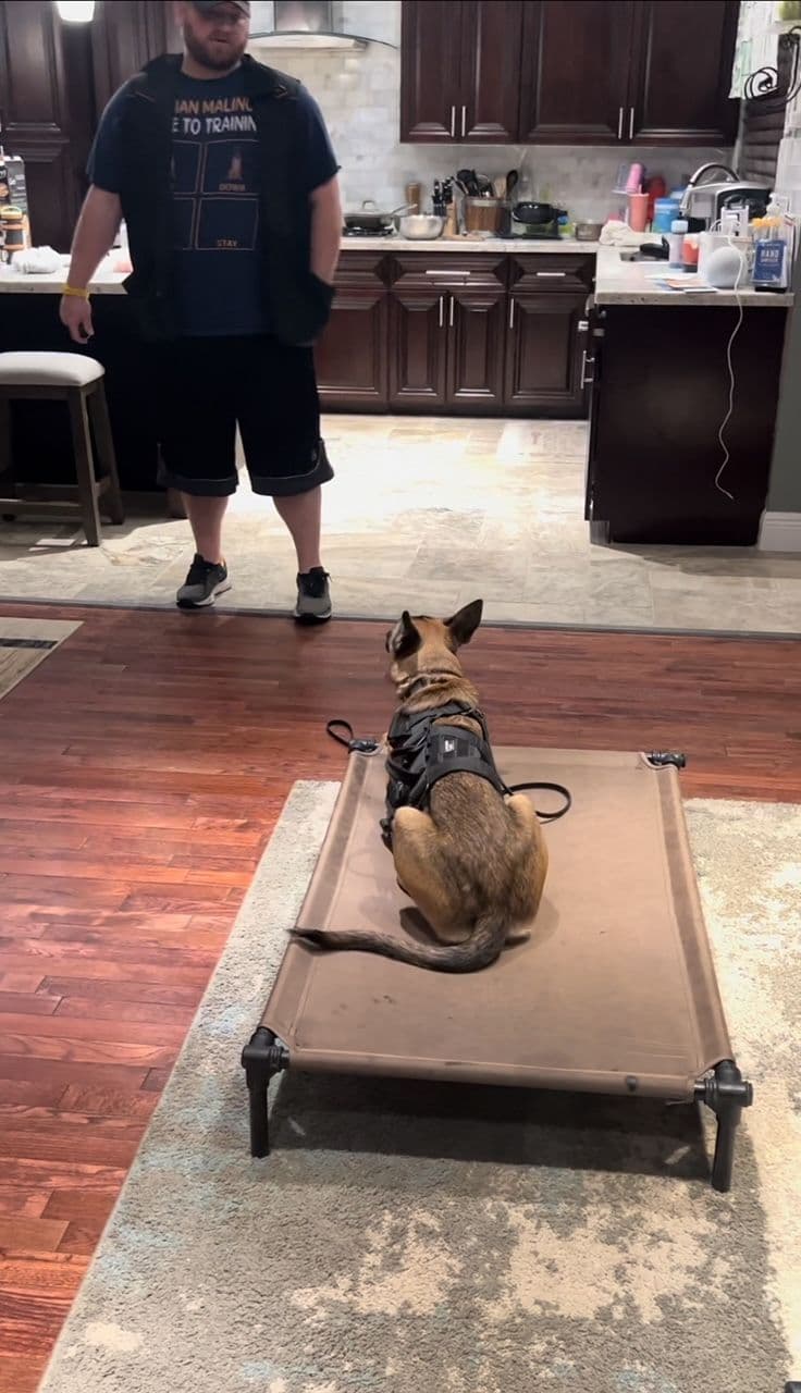 Working Line Belgian Malinois Puppies breeder image 7