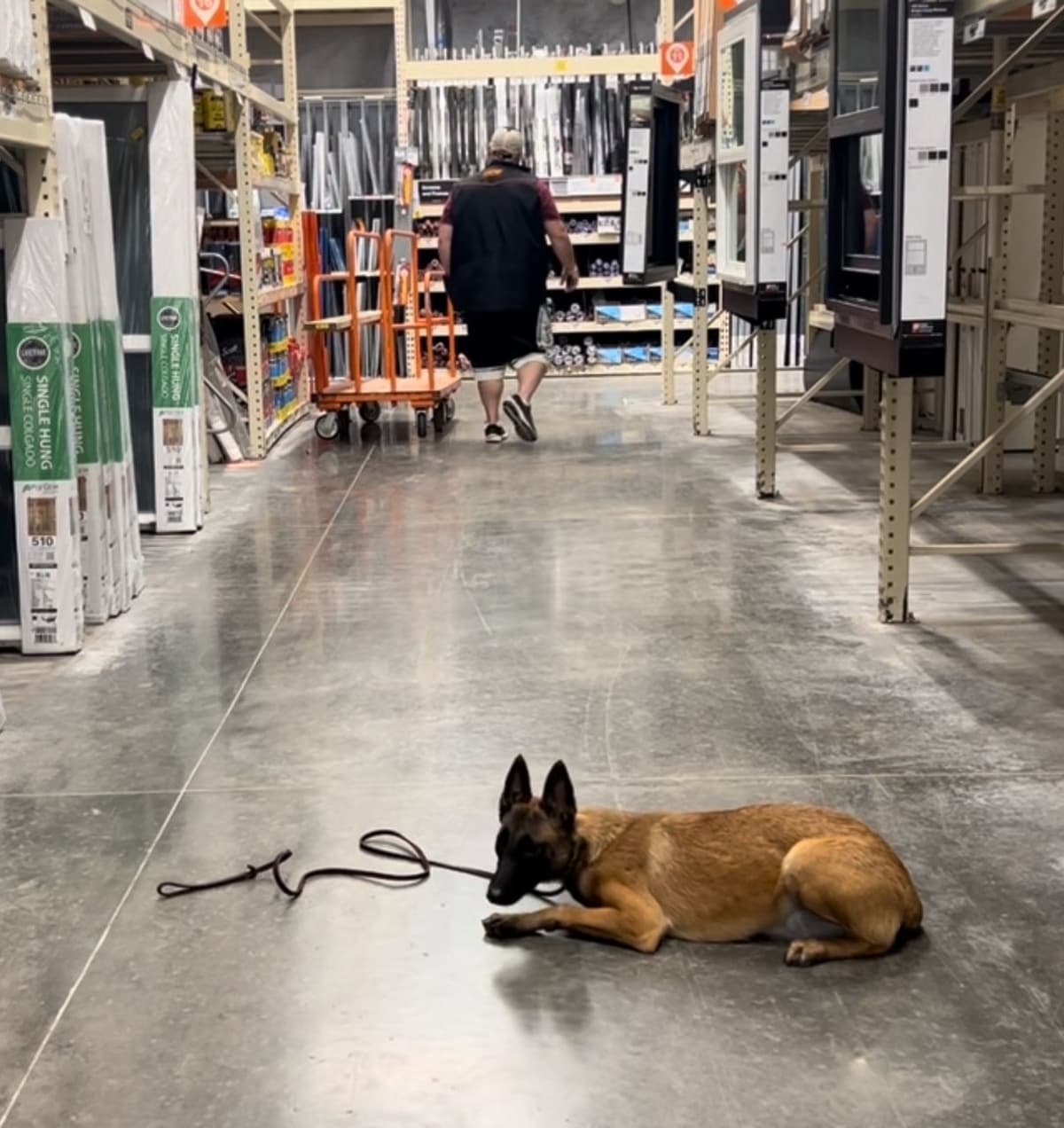 Working Line Belgian Malinois Puppies breeder image 9