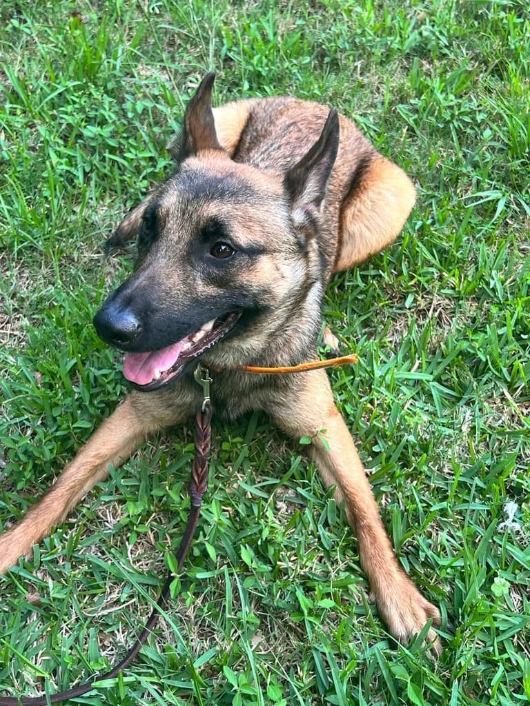 Working Line Belgian Malinois Puppies breeder image 10