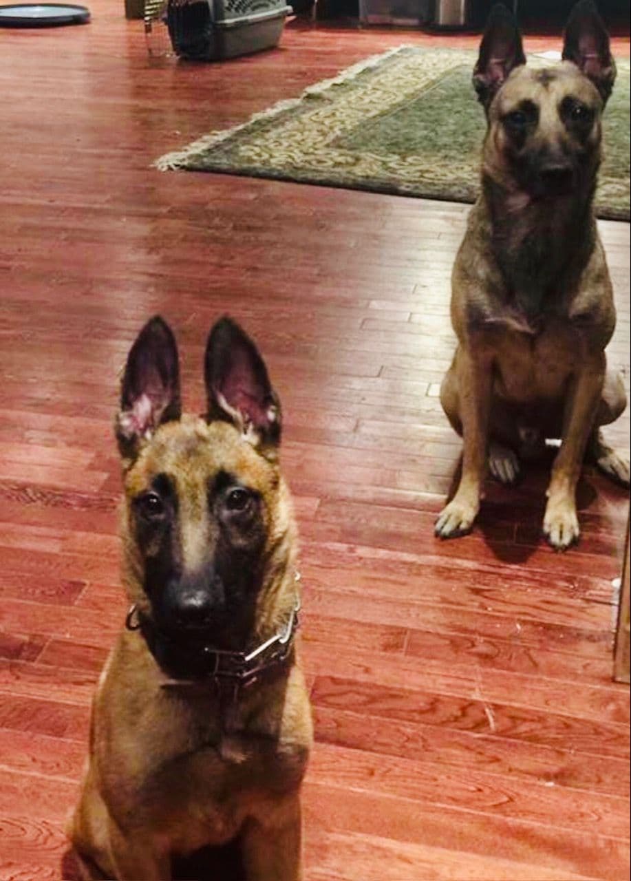 Working Line Belgian Malinois Puppies breeder image 11