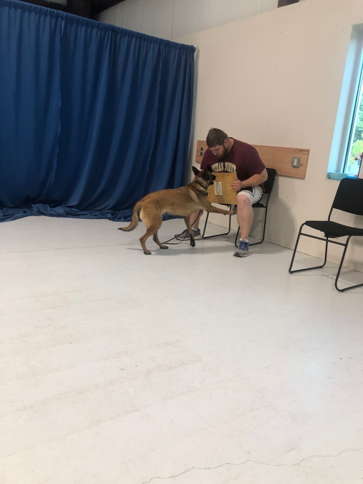 Working Line Belgian Malinois Puppies breeder image 12