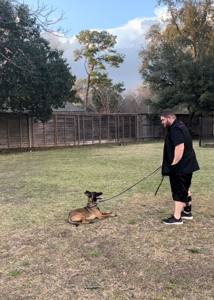 Working Line Belgian Malinois Puppies breeder image 13