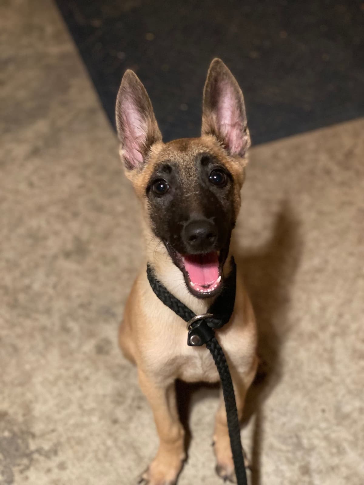 Working Line Belgian Malinois Puppies breeder image 15