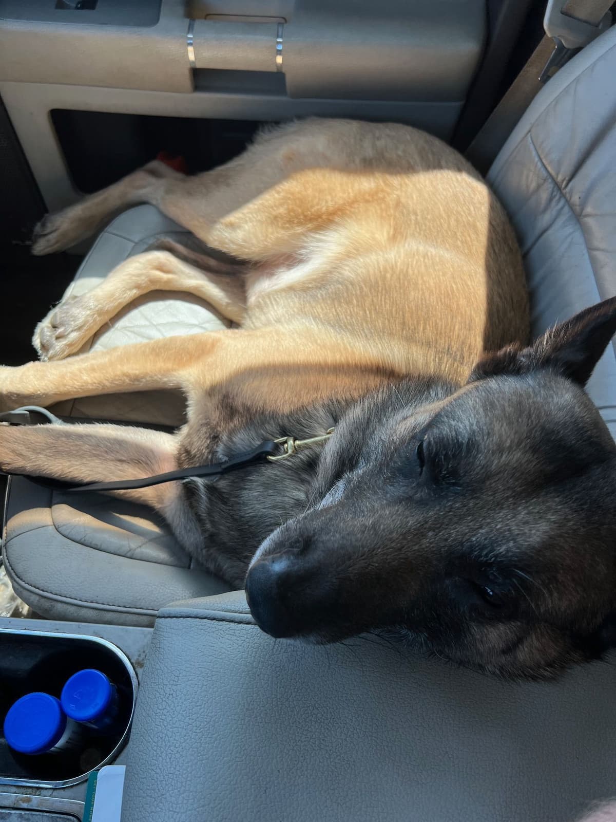 Working Line Belgian Malinois Puppies breeder image 17