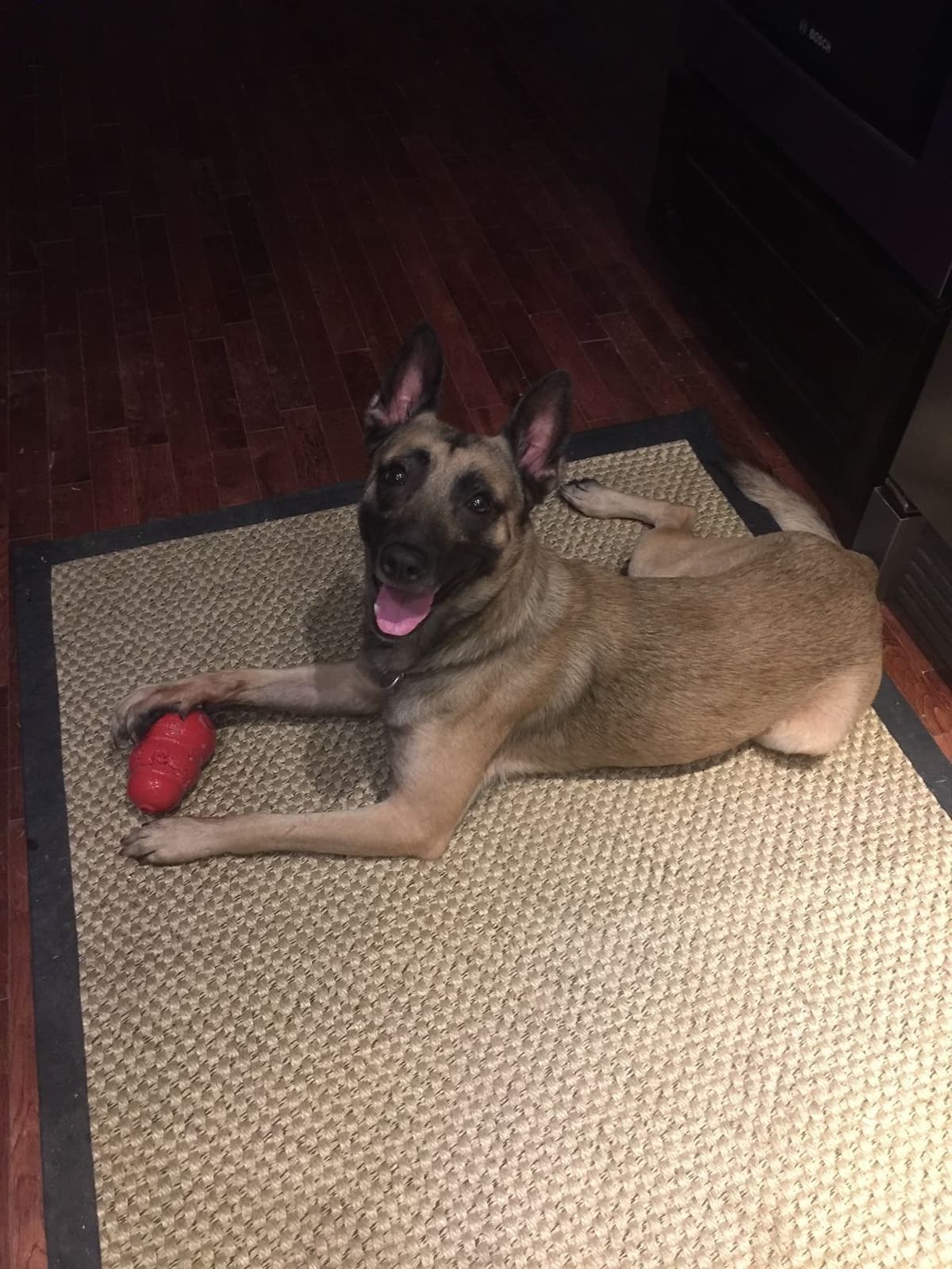 Working Line Belgian Malinois Puppies breeder image 19