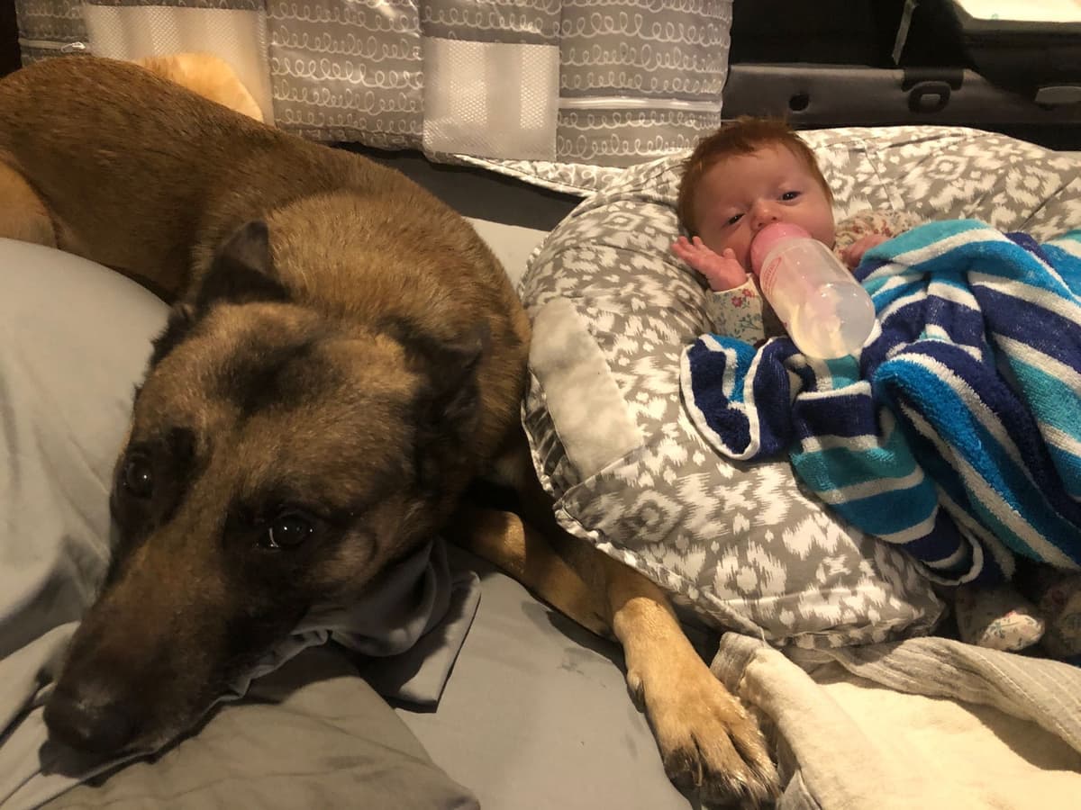 Working Line Belgian Malinois Puppies breeder image 20