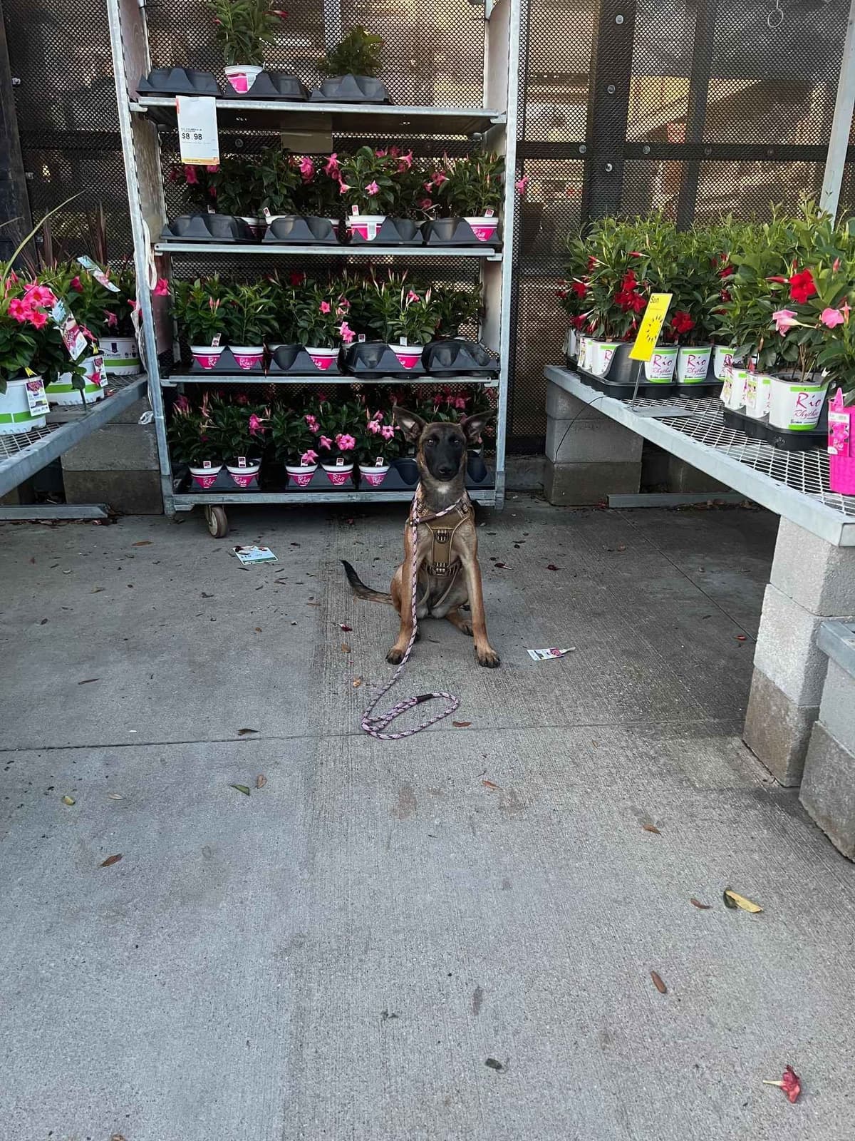 Working Line Belgian Malinois Puppies breeder image 23