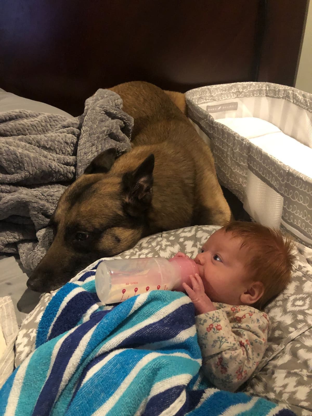 Working Line Belgian Malinois Puppies breeder image 26