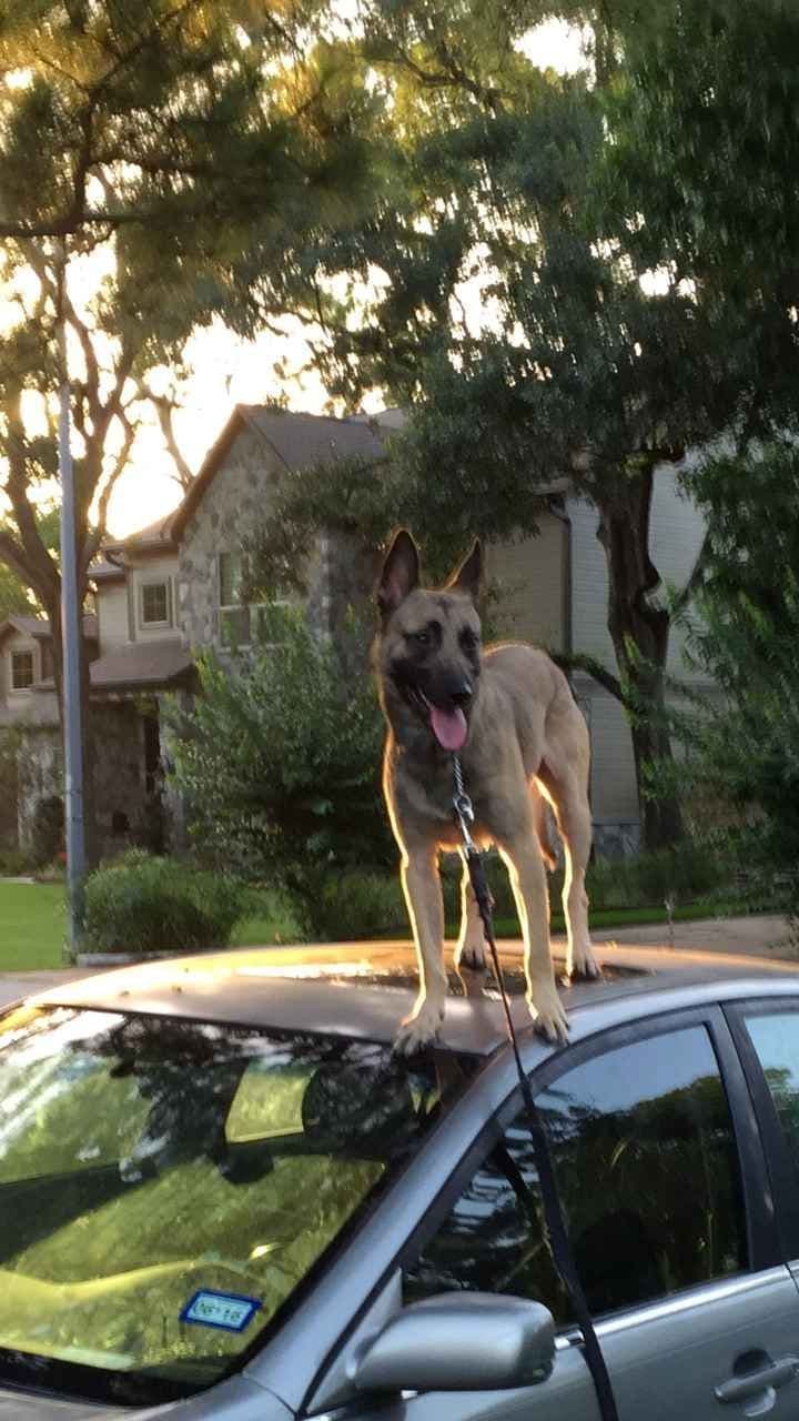 Working Line Belgian Malinois Puppies breeder image 27