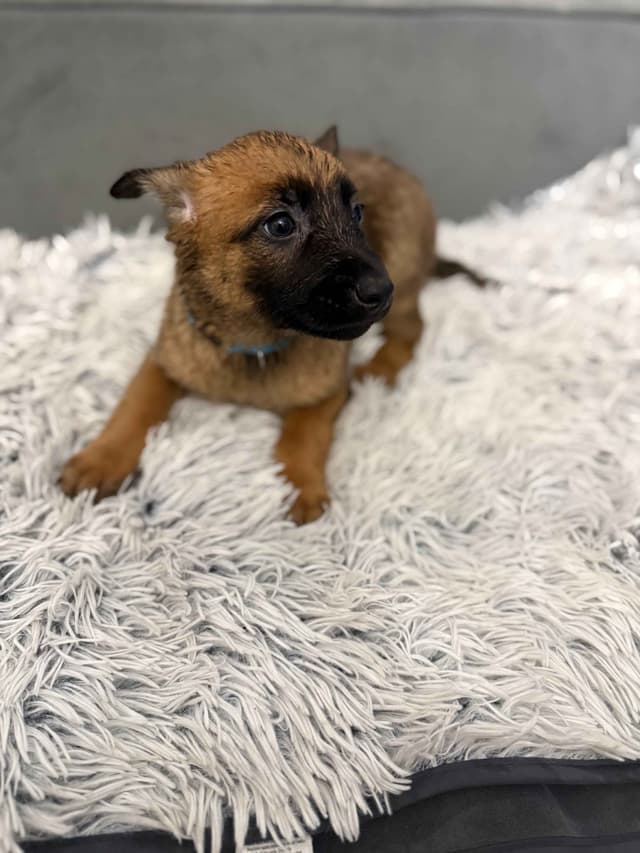 Working Line Belgian Malinois Puppies media 3