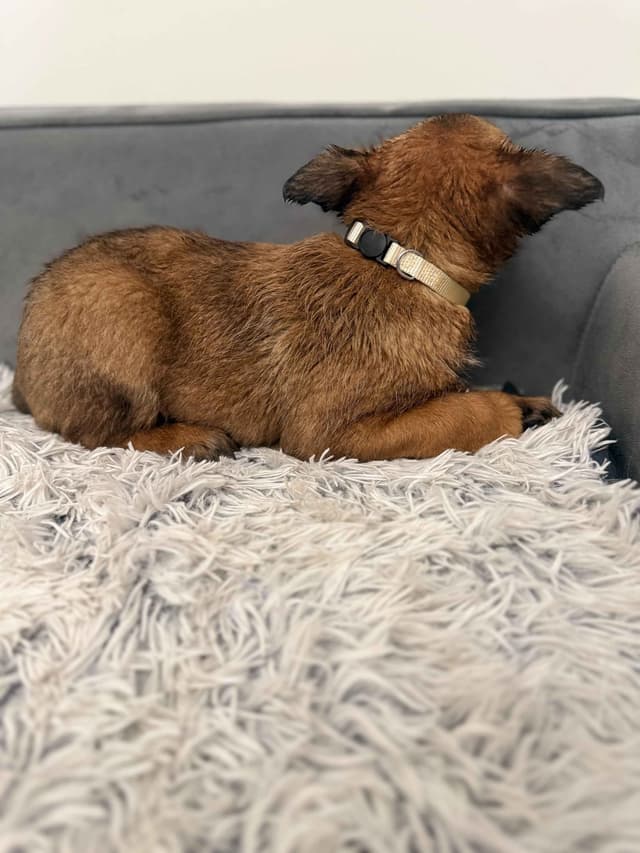 Working Line Belgian Malinois Puppies media 4