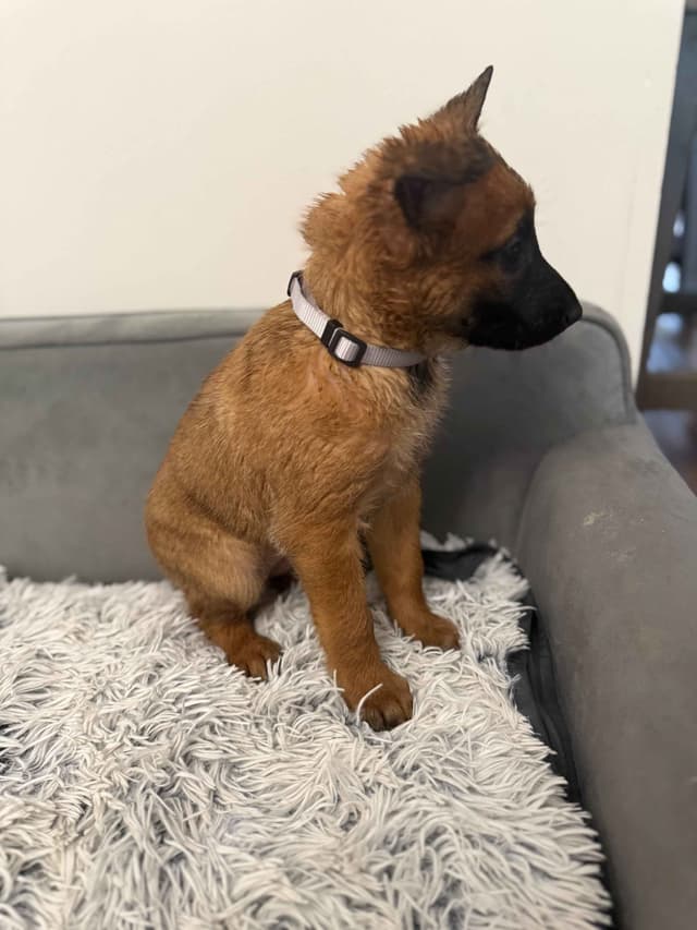 Working Line Belgian Malinois Puppies media 5