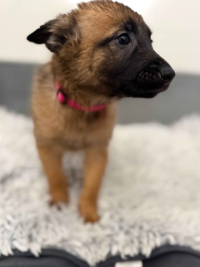 Working Line Belgian Malinois Puppies media 6