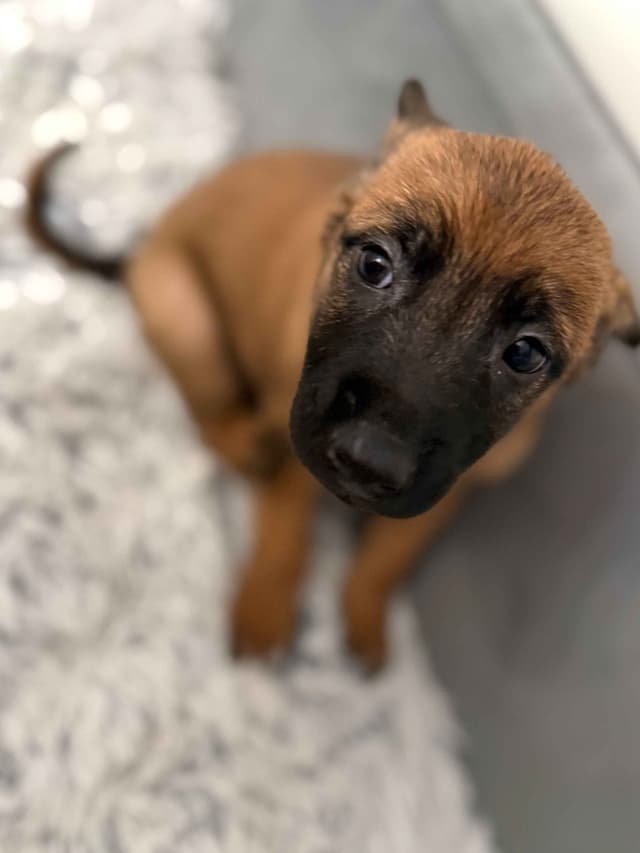 Working Line Belgian Malinois Puppies media 7