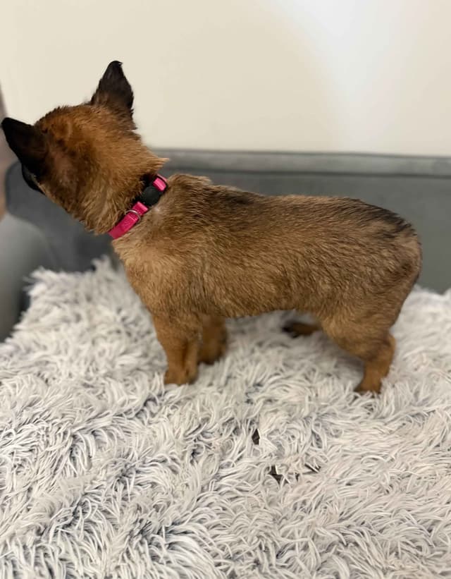 Working Line Belgian Malinois Puppies media 9