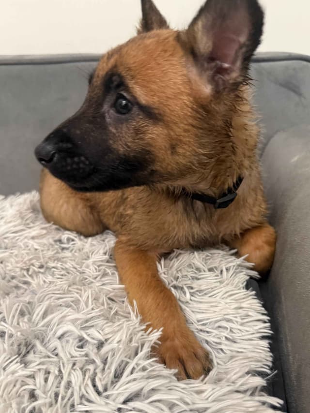Working Line Belgian Malinois Puppies media 10